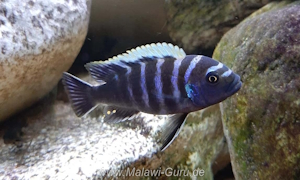 Cynotilapia zebroides 'Thumbi point'